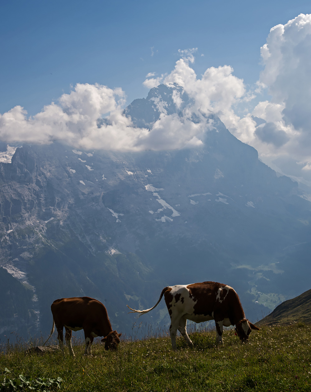 Swiss Cows and the Eiger 