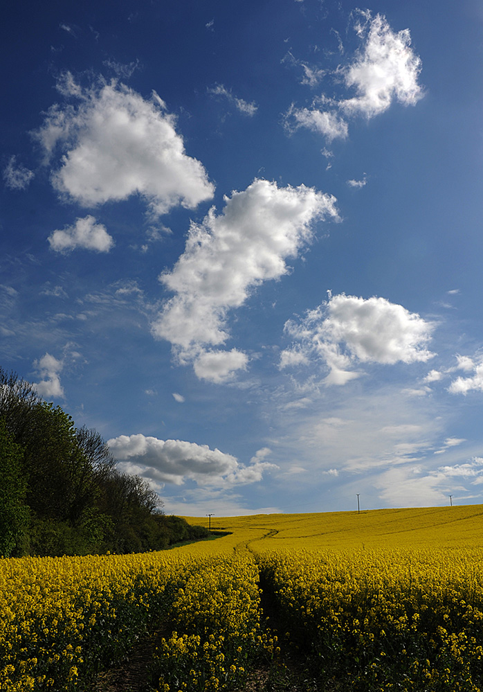 Spring Landscape, Downton 6 
